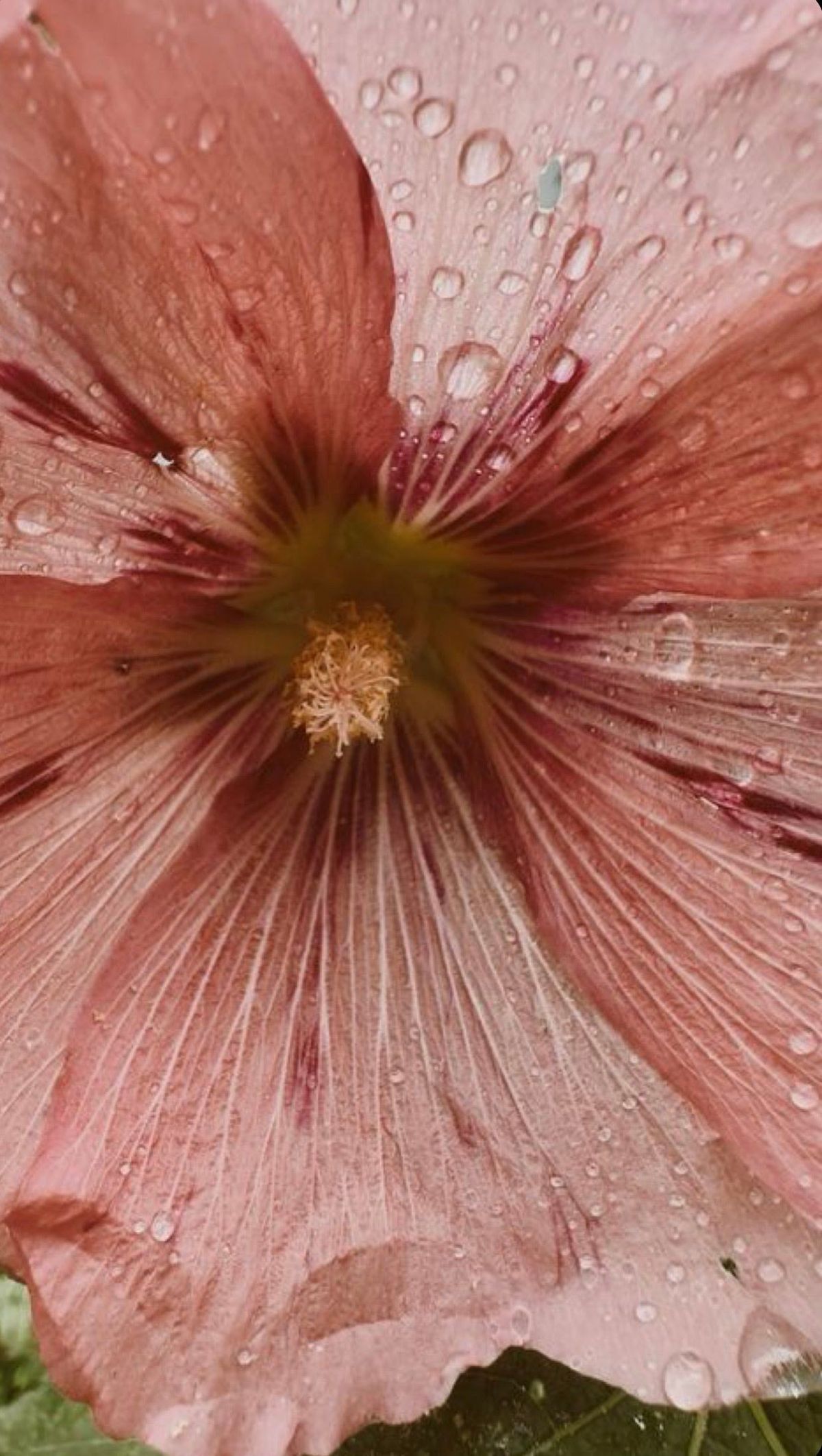 Close-up of pink flower petals with rain droplets — warm and intimate