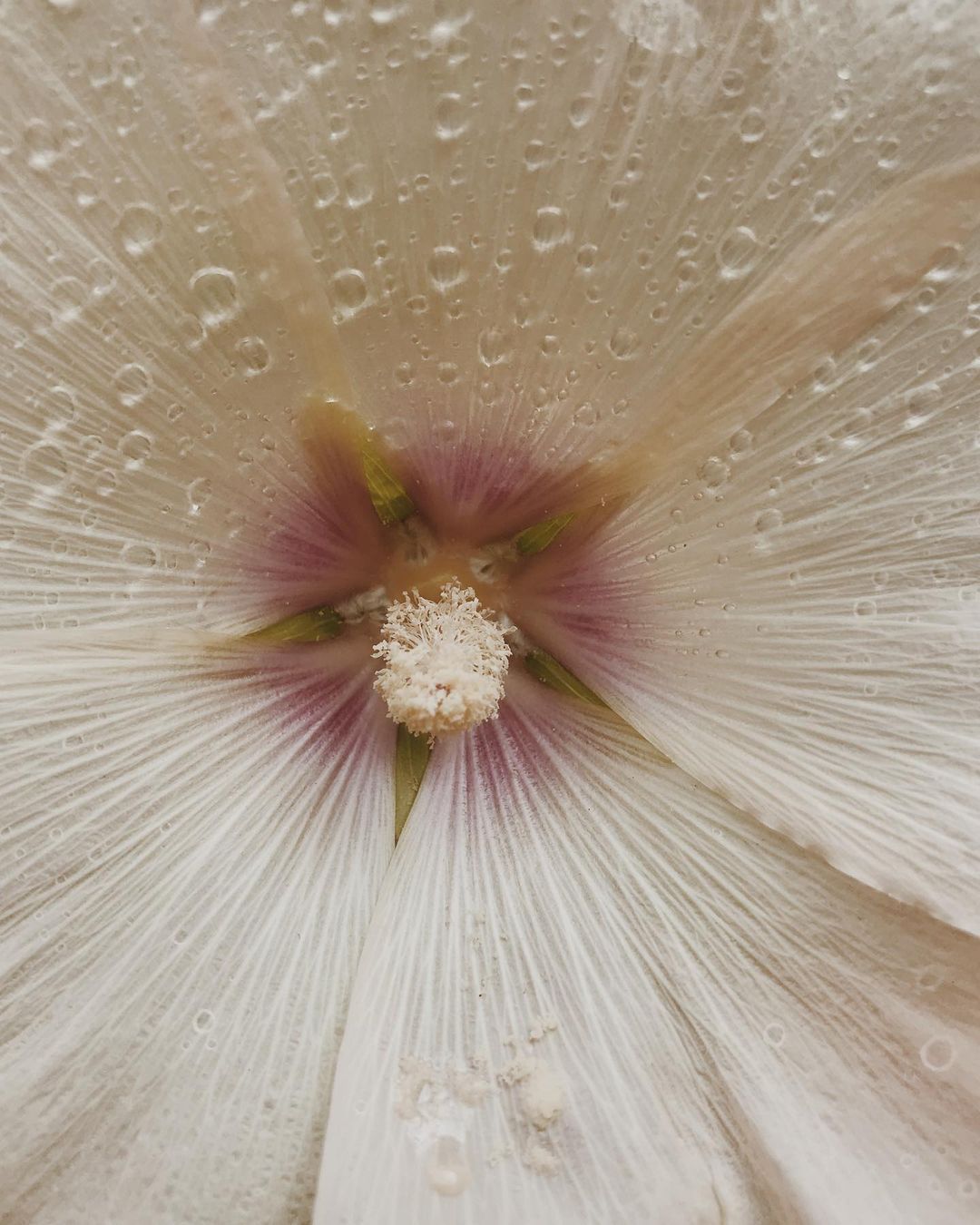 Delicate flower petals with water droplets, soft radial lines