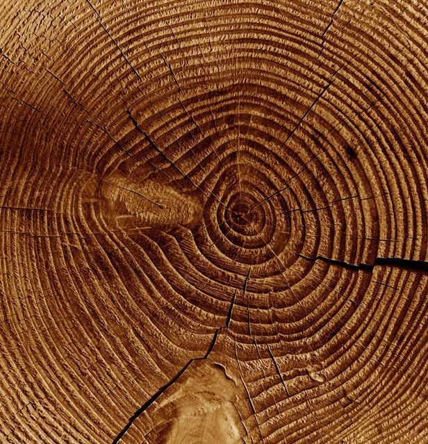 Warm concentric wood rings, a natural spiral